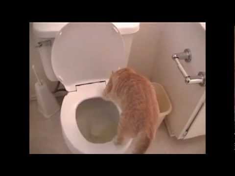 Cats are smart