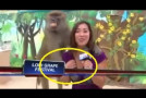 Frisky Baboon Gropes TV Reporter Live On Air!