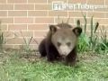 Bear Cub Sneizure