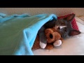 Morning Cute: Kitteh Snuggles With His Teddy Bear