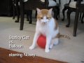 Staticky Cat vs Balloon