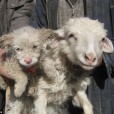 Sheep Gives Birth to a Dog