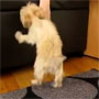 Cute Little Puppy Jumping For Joy