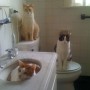 Cats and the Morning Pee