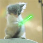 Jedi Kittens