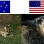 Why Possums Are So Scary