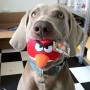 Dog Wants To Play Angry Birds