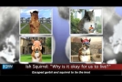 Sqworld – A Panel Of Squirrels Discusses Cats And Dogs