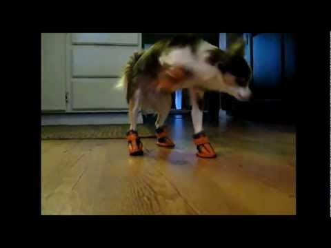 Who Knew Dogs Wearing Boots Would Be So Hilarious?